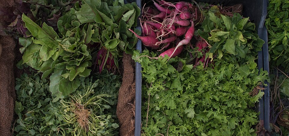 Banca de legumes e verduras recém-chegados
